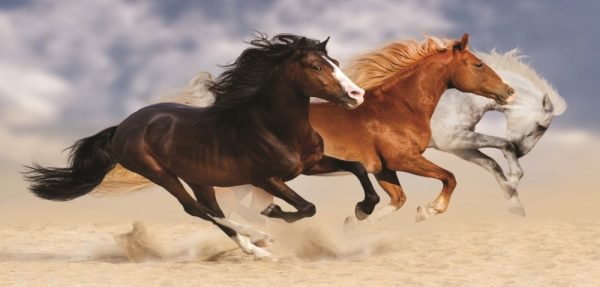 پرده زبرا طرح اسب کد ZB1723