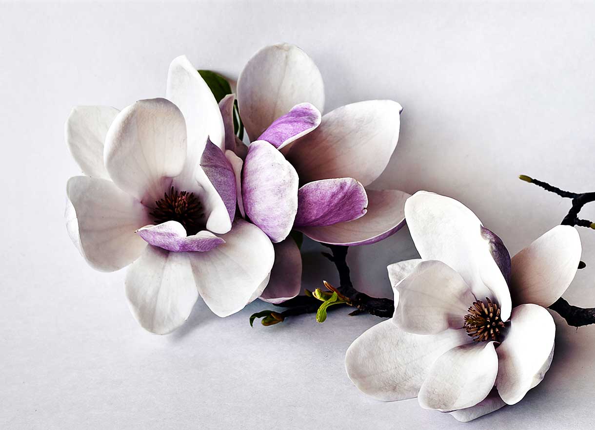 پوستر طرح گل ۳D1140