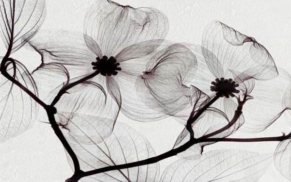 پوستر طرح گل 3D1161