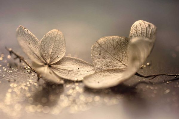 پوستر طرح گل 3D1366