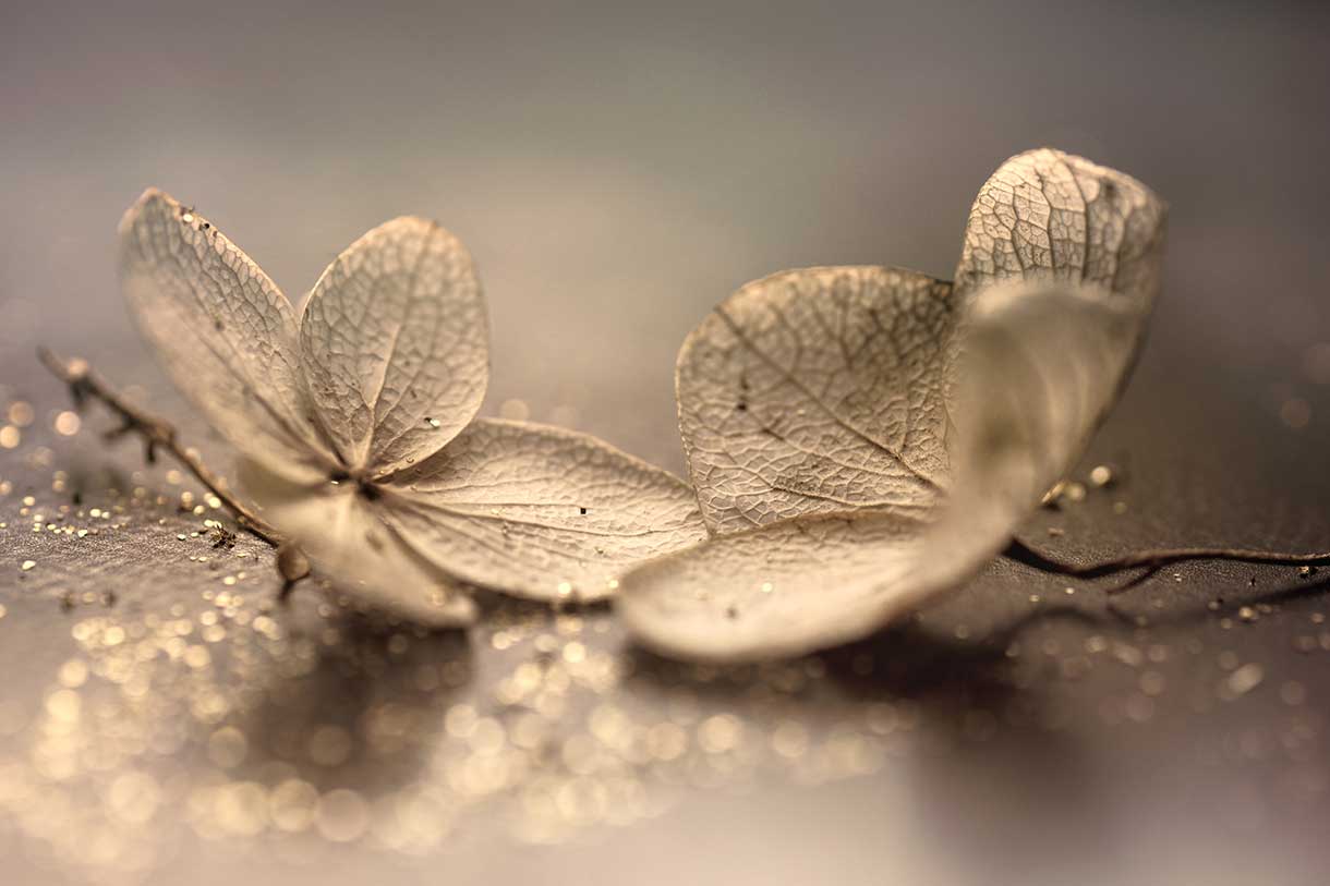 پوستر طرح گل ۳D1366