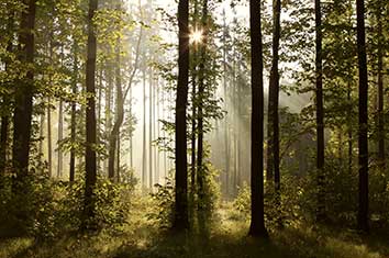 پوستر طرح جنگل L5001