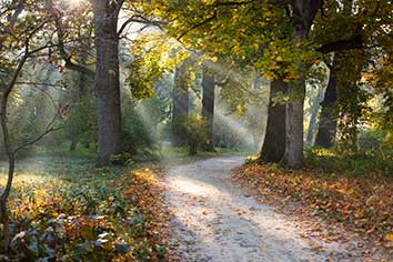 پوستر طرح جنگل و پاییز L5023