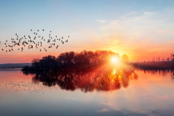 پرده زبرا طرح منظره کد ZB5032