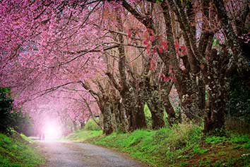 پوستر طرح جنگل و بهار L5035