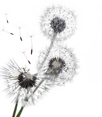 پوستر طرح قاصدک L5049