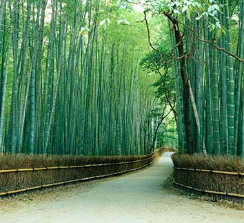 پوستر طرح جنگل L5083