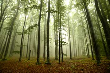 پوستر طرح جنگل سبز L2