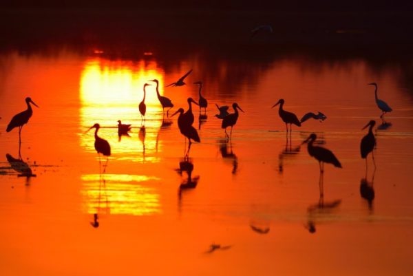 پرده زبرا طرح پرنده کد al14