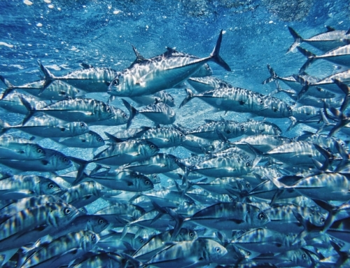 خواص تن ماهی